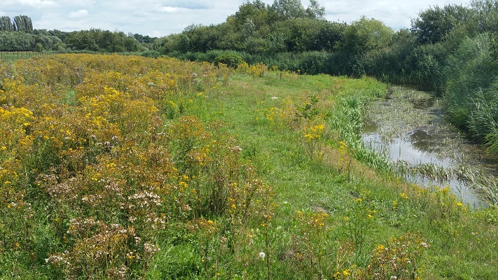 Wandelen over het Peelpad langs bloemenpracht langs Tungelroysebeek