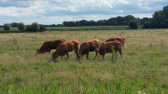 Wandelen over het Peelpad bij koeien bij De Krang