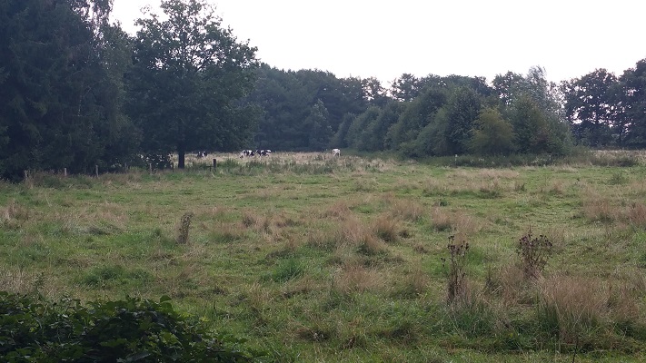 Wandelen over het Peerkepad in het Groene Woud