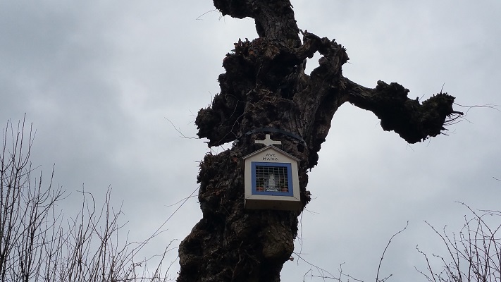 Wandelen over het Peerkepad in de voetsporen van Peerke Donders bij boomkapel in Elsloo