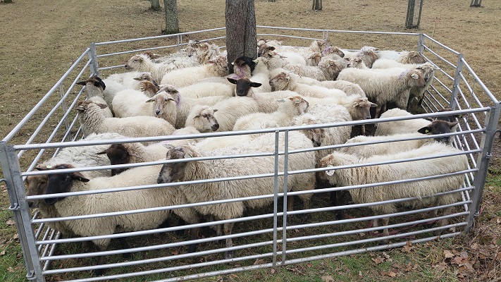 Wandelen over het Peerkepad in de voetsporen van Peerke Donders bij schapen bij Bunde