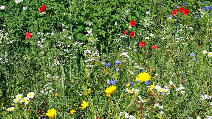 Bloemenweelde Eenrum op een wandeling over het Pieterpad van Winsum naar Pieterburen