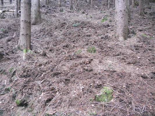 Sporen van everzwijnen tijdens wandeling rond de Ohratalsperre op wandelreis in het Teutoburgerwald in Duitsland