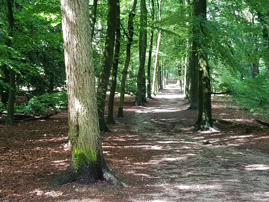 Wandelen over het Romeinse Limespad in de bossen bij Nijmegen