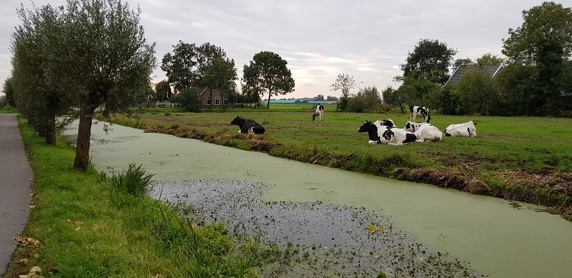 Wandelen over het Romeinse Limespad bij koeien in polder Rietveld bij Alphen aan de Rijn