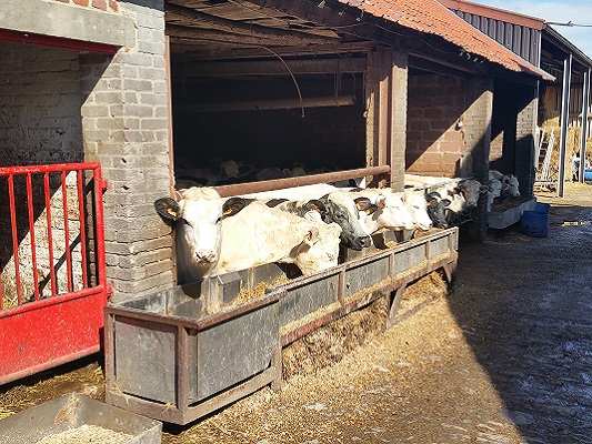Koeien bij Limburgse Hoeve