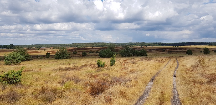 Buurlose Heide op een wandeling over het Roots Natuurpad van Apeldoorn naar Hoenderloo