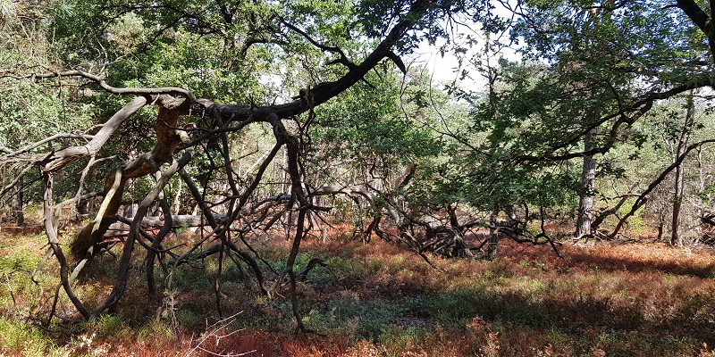 Bossen Hoenderloo op een wandeling over het Roots Natuurpad van Apeldoorn naar Hoenderloo