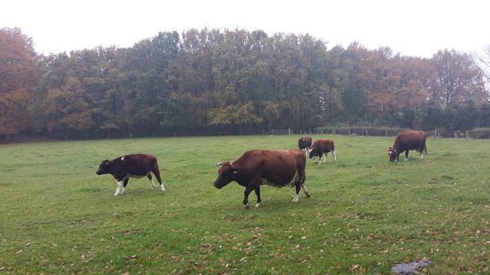 Koeien bij Hernen op een wandeling van Hernen naar Winssen over het Roots Natuurpad