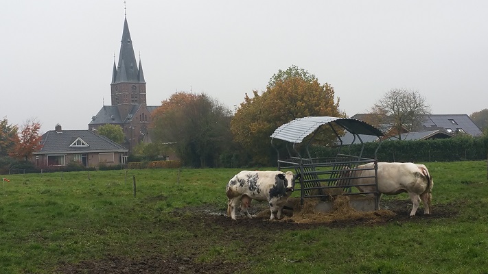 Koeien bij Bergharen op een wandeling van Hernen naar Winssen over het Roots Natuurpad