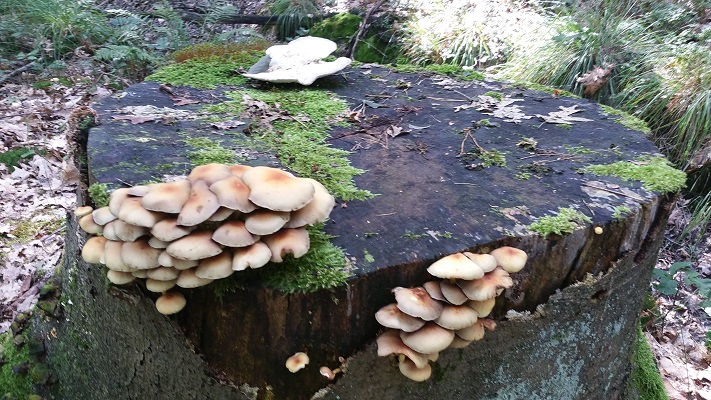 Paddestoelen in de Geelders tijdens een wandeling van Liempde naar Schijndel over het Roots Natuurpad