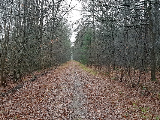 Wandelen over het Roots Natuurpad van Ruinen naar Zuidwolde bij bossen in Gijsselte