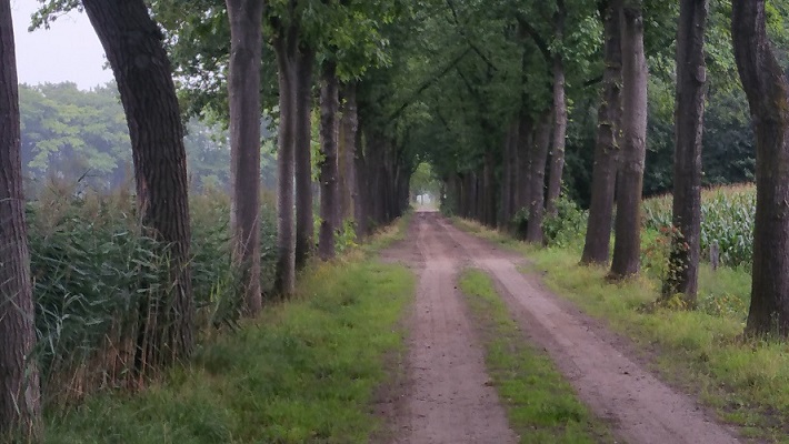 Bomen Wijboschbroek op wandeling over het Roots Natuurpad van Schijndel naar Veghel