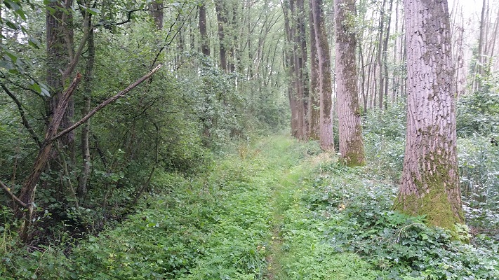 Hoog gras Wijboschbroek op wandeling over het Roots Natuurpad van Schijndel naar Veghel
