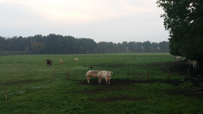 Koeien De Hooge Heide op wandeling van Uden naar Ravenstein over het Roots Natuurpad