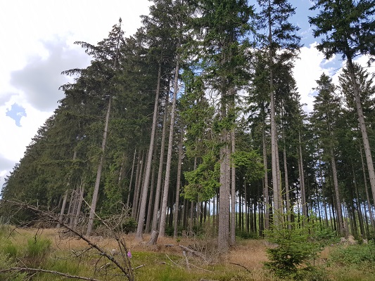 Bossen op wandeling van Brilon naar Olsberg tijdens wandelreis over Rothaarsteige in Sauerland in Duitsland