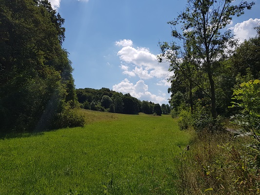 Graslanden langs bosranden op wandeling van Brilon naar Olsberg tijdens wandelreis over Rothaarsteige in Sauerland in Duitsland