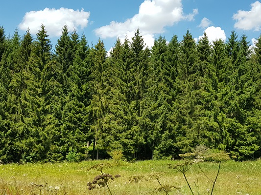 Bossen op wandeling van Brilon naar Olsberg tijdens wandelreis over Rothaarsteige in Sauerland in Duitsland