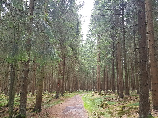 Bosweg tijdens wandeling van Jaghaus naar Thein-Weser-Turm op wandelreis over Rothaarsteige in Sauerland in Duitsland