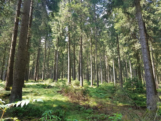 Bossen tijdens wandeling van Jaghaus naar Thein-Weser-Turm op wandelreis over Rothaarsteige in Sauerland in Duitsland