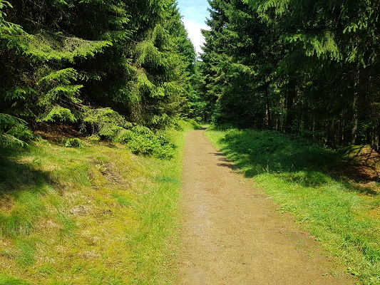 Bosweg tijdens wandeling van Jaghaus naar Thein-Weser-Turm op wandelreis over Rothaarsteige in Sauerland in Duitsland