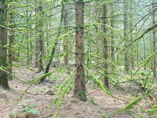 Dennenbomen tijdens wandeling van Jaghaus naar Thein-Weser-Turm op wandelreis over Rothaarsteige in Sauerland in Duitsland
