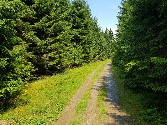 Bosweg tijdens wandeling van Jaghaus naar Thein-Weser-Turm op wandelreis over Rothaarsteige in Sauerland in Duitsland