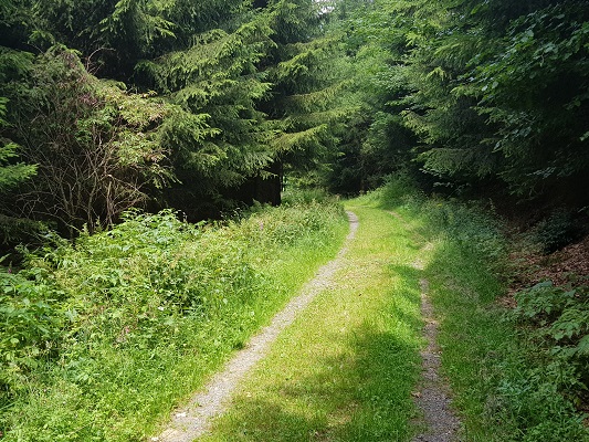 Bosweg tijdens wandeling van Kahler Asten naar de Hoheleyehutte over de Rothaarsteige in Sauerland in Duitsland