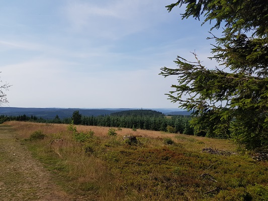 Heideveld en bos tijdens wandeling van Kahler Asten naar de Hoheleyehutte over de Rothaarsteige in Sauerland in Duitsland