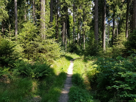 Bospad tijdens wandeling van Willingen naar Usseln op wandelreis over Rothaarsteige in Sauerland in Duitsland