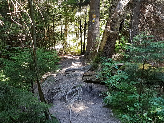 Bospad tijdens wandeling van Willingen naar Usseln op wandelreis over Rothaarsteige in Sauerland in Duitsland