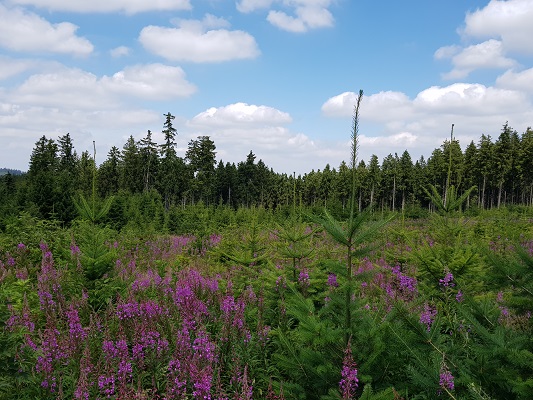 Dennen met bloemenweelde tijdens wandeling van Willingen naar Usseln op wandelreis over Rothaarsteige in Sauerland in Duitsland