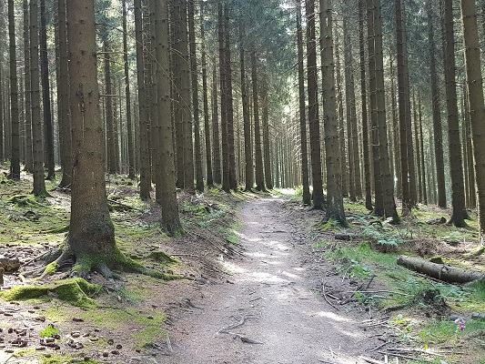 Bosweg tijdens wandeling van Willingen naar Usseln op wandelreis over Rothaarsteige in Sauerland in Duitsland