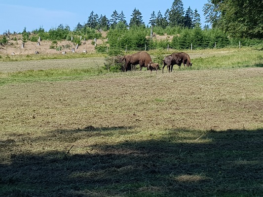 Wisenten tijdens wandeling door Wisentpark op wandelreis over Rothaarsteige in Sauerland in Duitsland