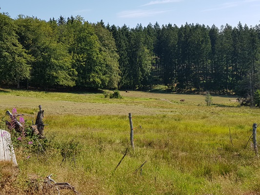 Graslanden langs bosrand tijdens wandeling door Wisentpark op wandelreis over Rothaarsteige in Sauerland in Duitsland