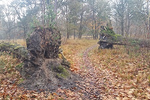 Bossen tijdens wandeling over het Scholtenpad