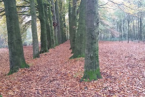 Beukenbomen tijdens wandeling over het Scholtenpad