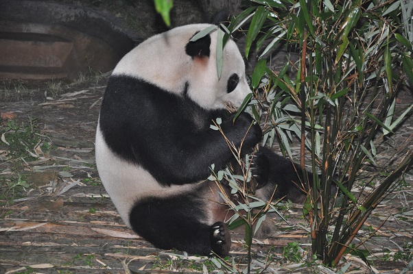 Pandaberen tijdens stadswandeling in Chengdu in China
