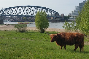 Waalsprong bij Nijmegen in wandeling over Streekpad Nijmegen