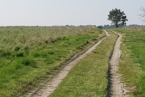 Landweg over heide tijdens een wandeling over het Veluwe Zwerfpad