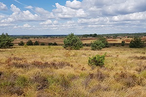 Heidegebied tijdens een wandeling over het Veluwe Zwerfpad