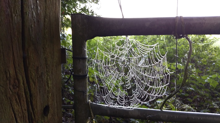 Spinneweb op een wandeling over het Veluwe Zwerfpad van Wolfheze naar Renkum