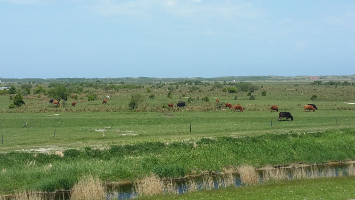 Koeien in een wandeling WaddenWandelen op Borkum
