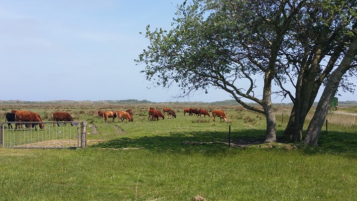 Koeien bij Hopp in een wandeling WaddenWandelen op Borkum