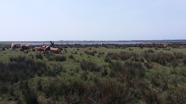 Koeien bij Hopp in een wandeling WaddenWandelen op Borkum