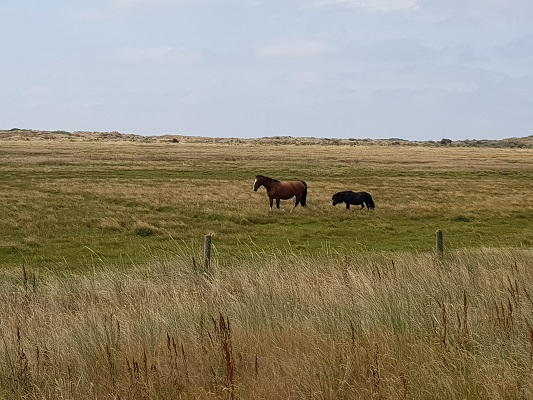 Paarden op Ameland op wandeling WaddenWandelen in rondje Oost-Ameland