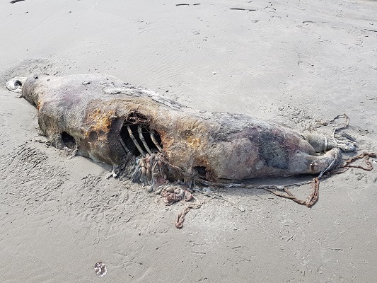 Dode zeehond op strand op wandeling WaddenWandelen in rondje Oost-Ameland