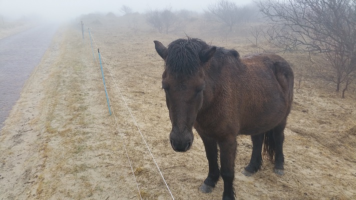 Paard in mist op wandeling WaddenWandelen in een rondje over Oost-Vlieland