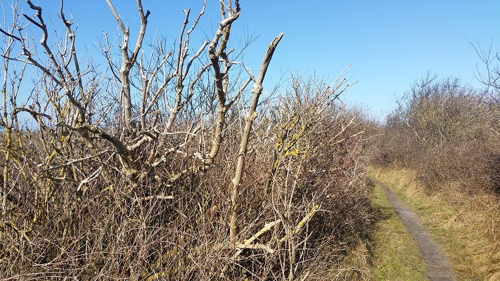 Duinengebied op wandeling WaddenWandelen in een rondje over West-Vlieland