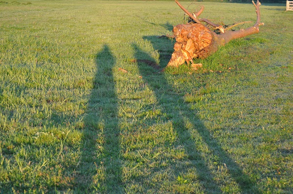 Dorre boom tijdens wandeling met Jos van de Wijst op Maashorst in Uden